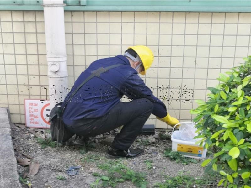 东莞塘厦凤岗灭鼠公司，观兰防治白蚁，清溪杀臭虫