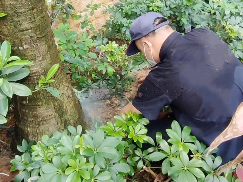 惠州白蚁防治公司-灭治白蚁中心-正规消杀白蚁机构